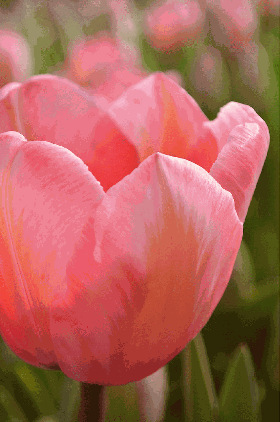 Tulpan 'Apricot Impression'